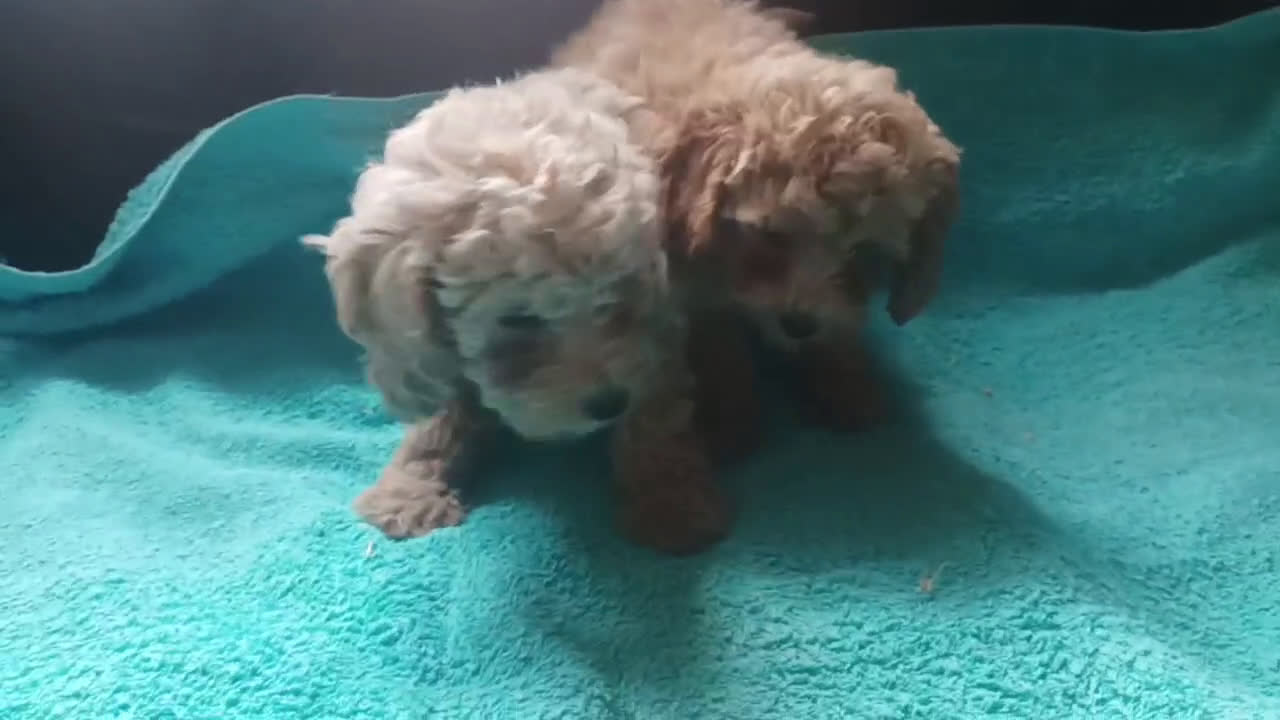 Caniche Toy perros en venta: Caniches toy - Video 1