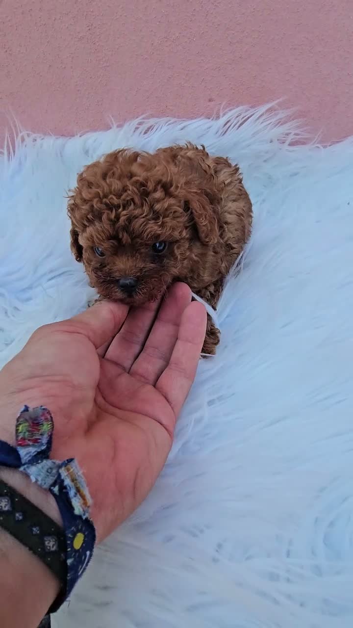 Caniche Toy perros en venta: CACHORROS LINEA ASIATICA en Sevilla - Video 5