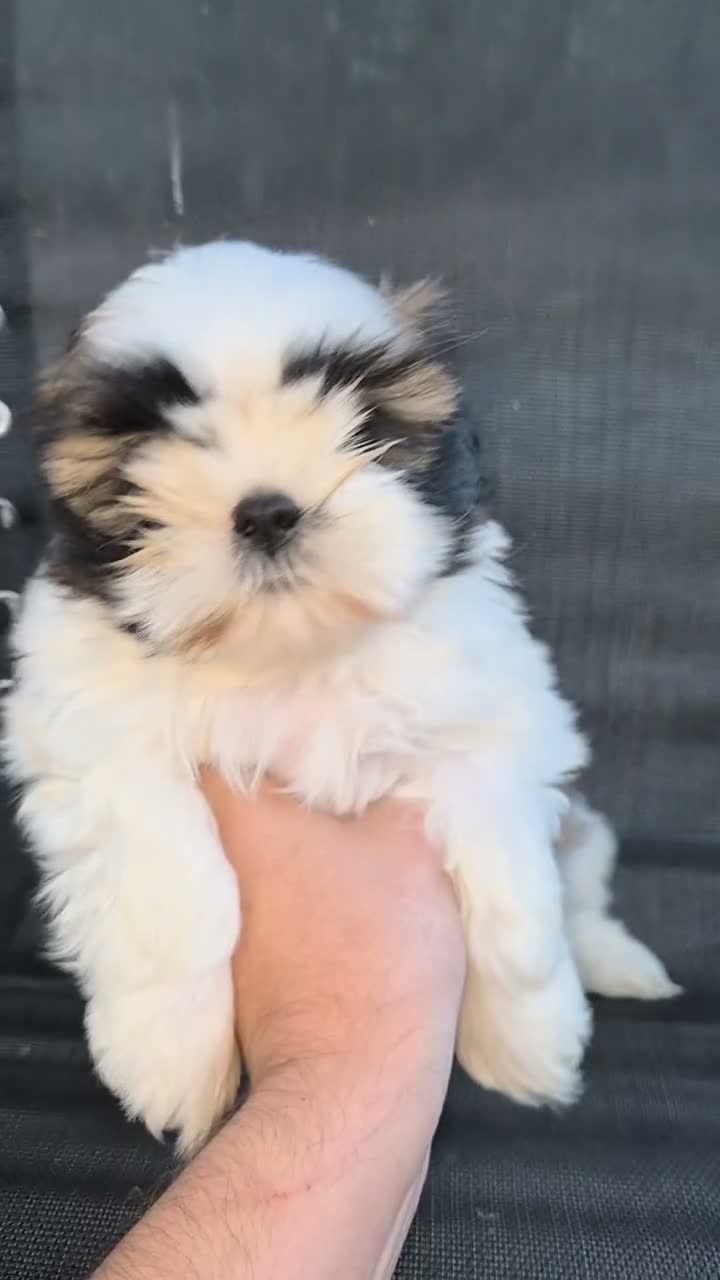 Shih Tzu perros en venta: Machitos shih tzus  - Video 1