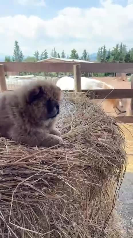 Chow Chow perros en venta: Chow Chow hembra  - Video 1