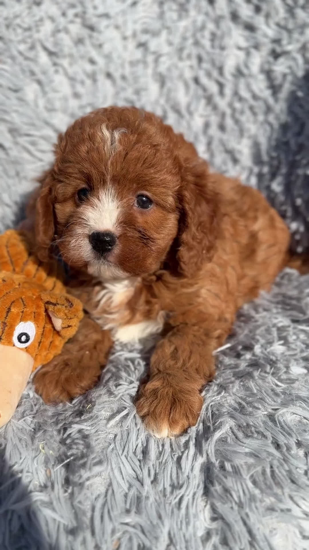 Cavapoo perros en venta: Cavapoo hembra  - Video 1