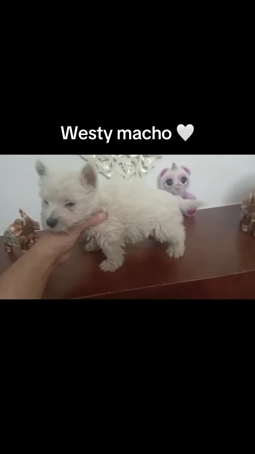 West Highland White Terrier perros en venta: Westy macho  - Video 1