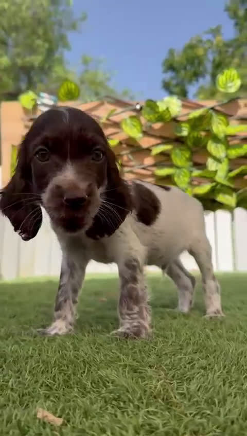 Cocker Spaniel Inglés perros en venta: COCKER SPANIEL RUANO - Video 1