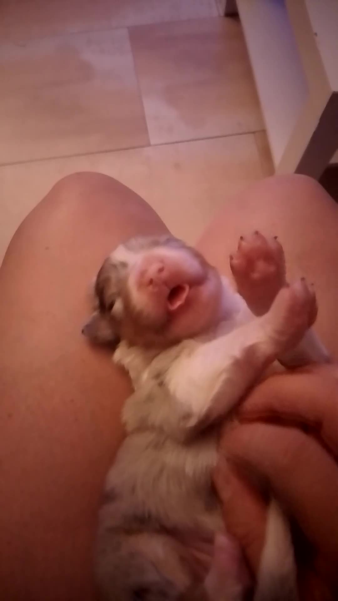 Pastor Australiano perros en venta: Preciosa camada de Pastor Australiano  - Video 1