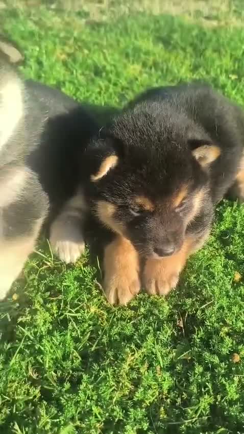 Shiba Inu perros en venta: Shiba Inu en Madrid - Video 2