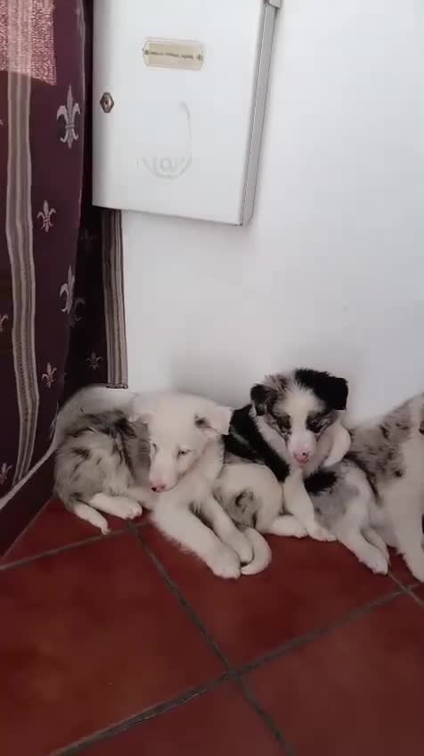 Border Collie perros en venta: Border collie  - Video 1