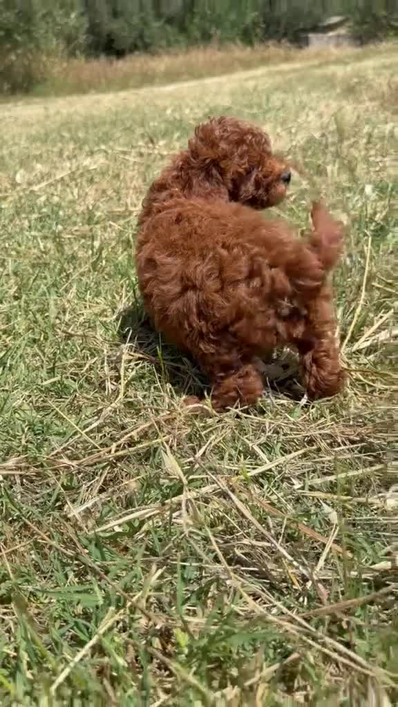 Caniche Toy perros en venta: Machos de caniche toy  - Video 1