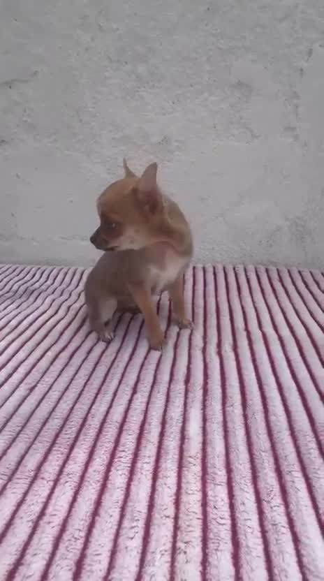 Chihuahua perros en venta: Chihuahua toy hembra  - Video 1