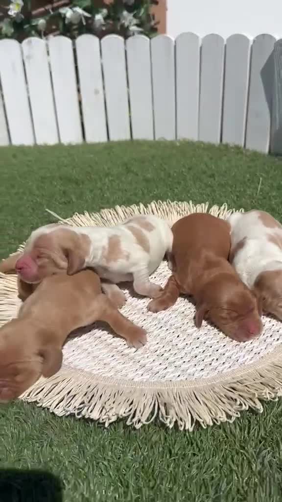 Cocker Spaniel Inglés perros en venta: COCKER SPANIEL INGLES - Video 1