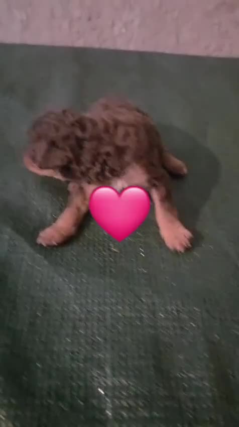 Perro de Agua Español perros en venta: Espectacular perro de agua en Madrid - Video 1