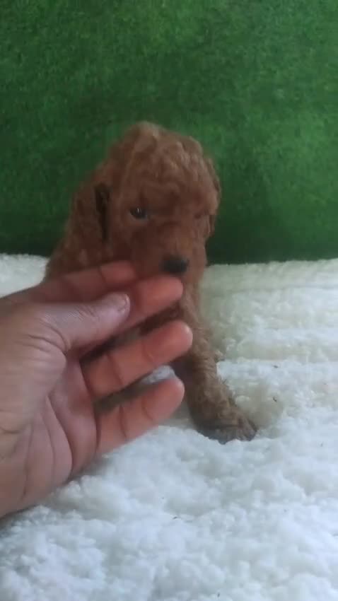 Caniche Toy perros en venta: Machito de caniche micro toy rojo pimentón  - Video 1