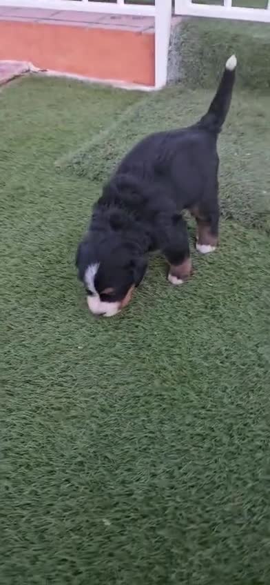 Boyero de Berna perros en venta: Boyeros De Berna Preciosos Bebes disponible  - Video 2