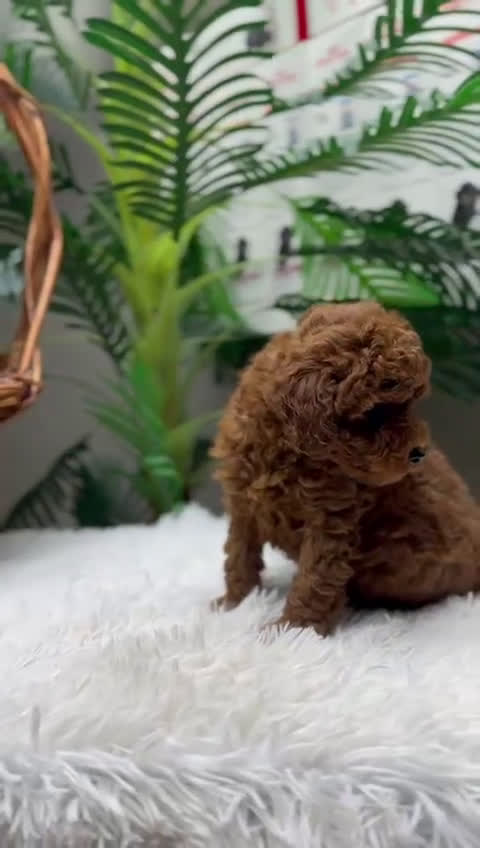 Caniche Toy perros en venta: CANICHE TOY-CACHORRO LISTO PARA ENTREGAR - Video 2