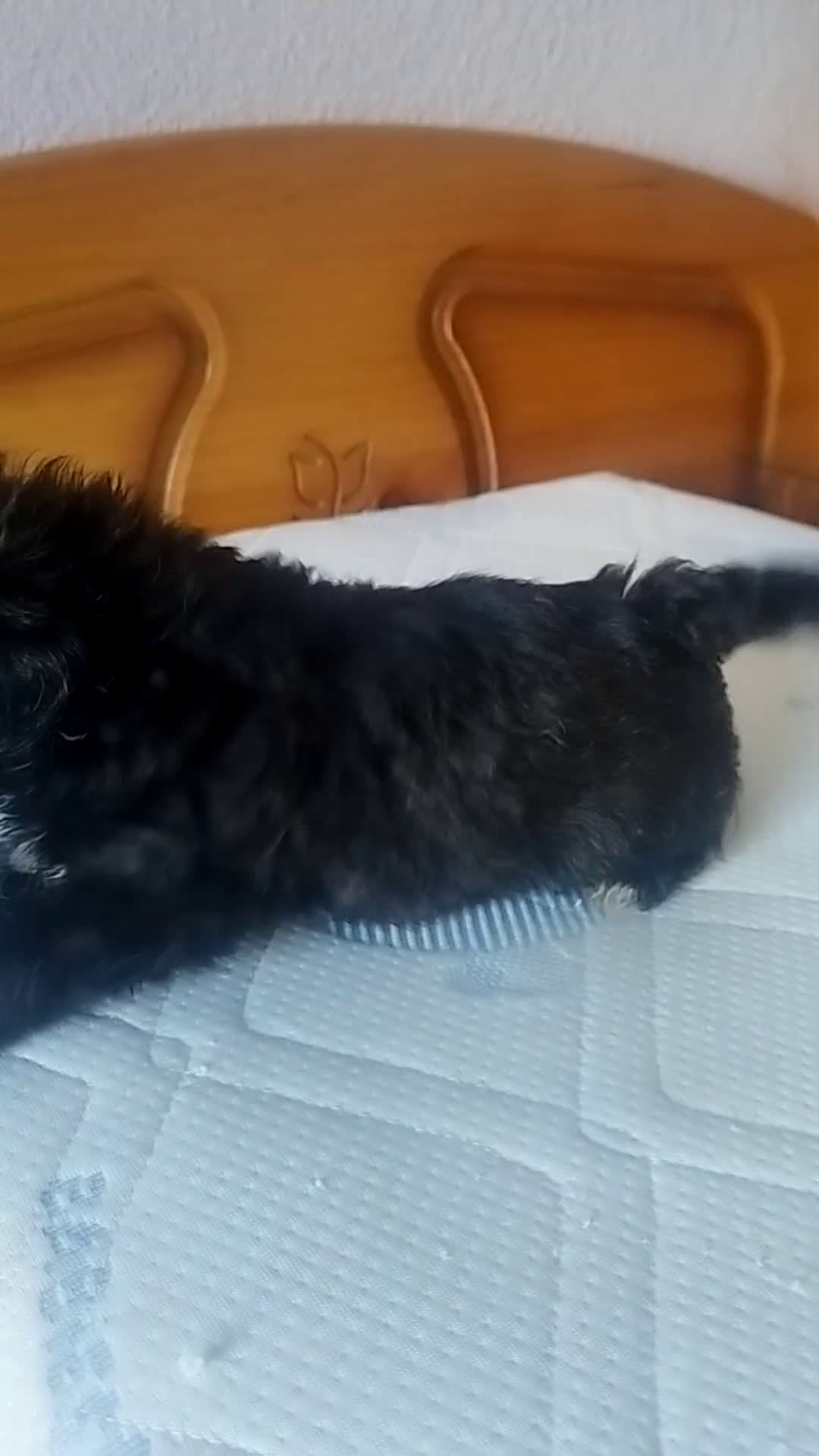 Maltipoo perros en venta: MALTIPOO MACHO CALIDAD Y SELECCIÓN  - Video 1