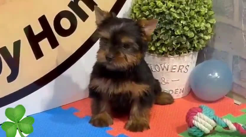 Yorkshire Terrier perros en venta: Yorkshire terrier - Video 2