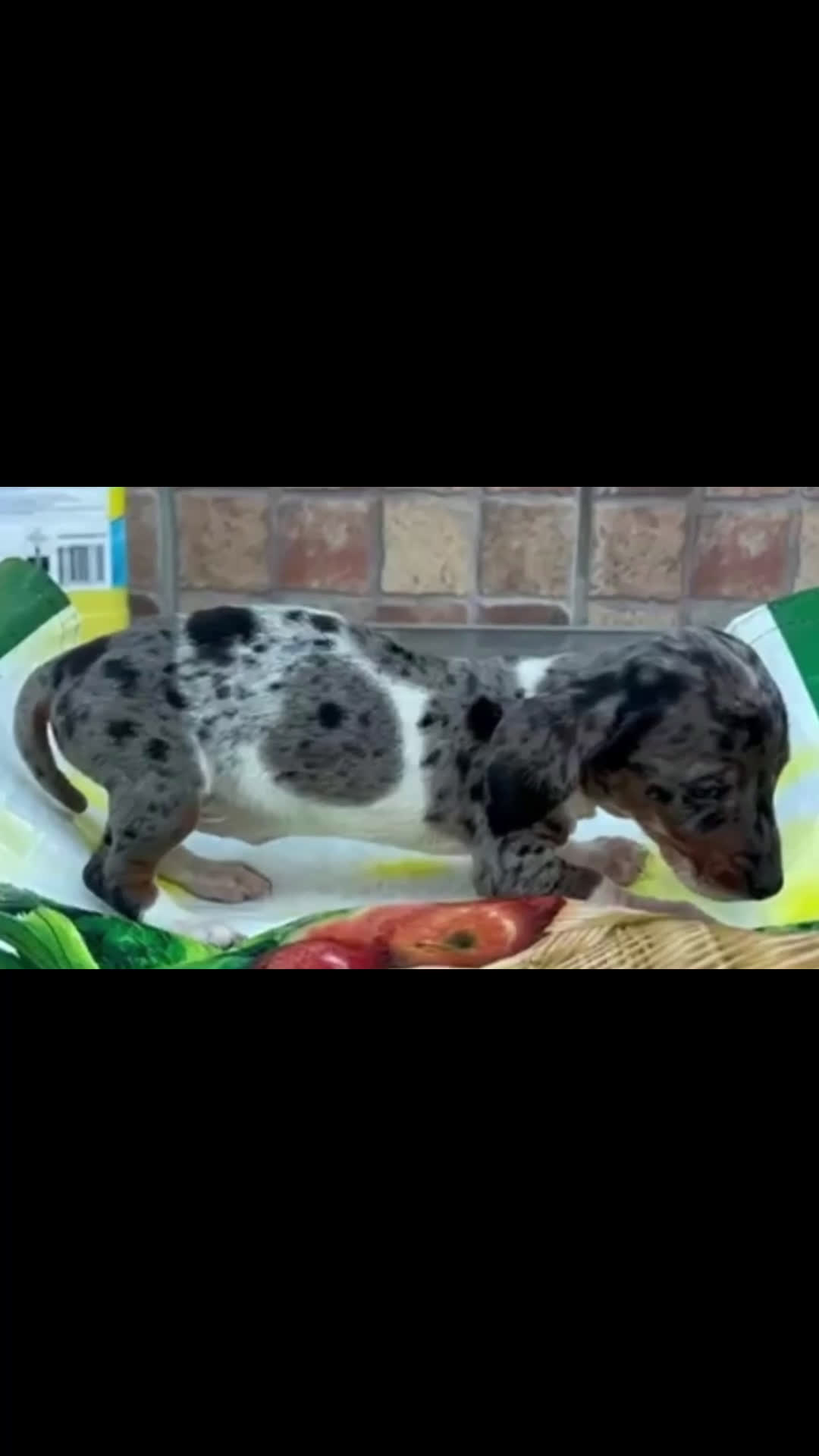 Teckel Miniatura perros en venta: Teckel kanichen  - Video 1