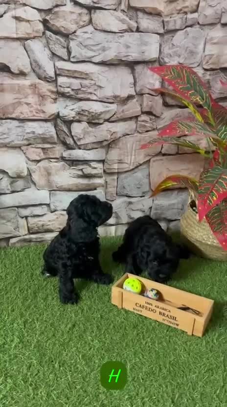 Cockapoo perros en venta: cockapoo toy - Video 2