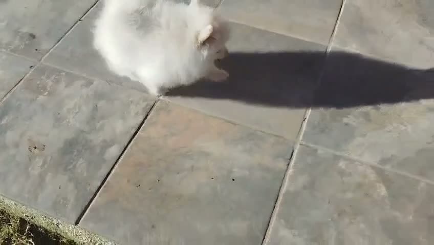 Pomerania perros en venta: Cachorritos de Pomerania  - Video 1
