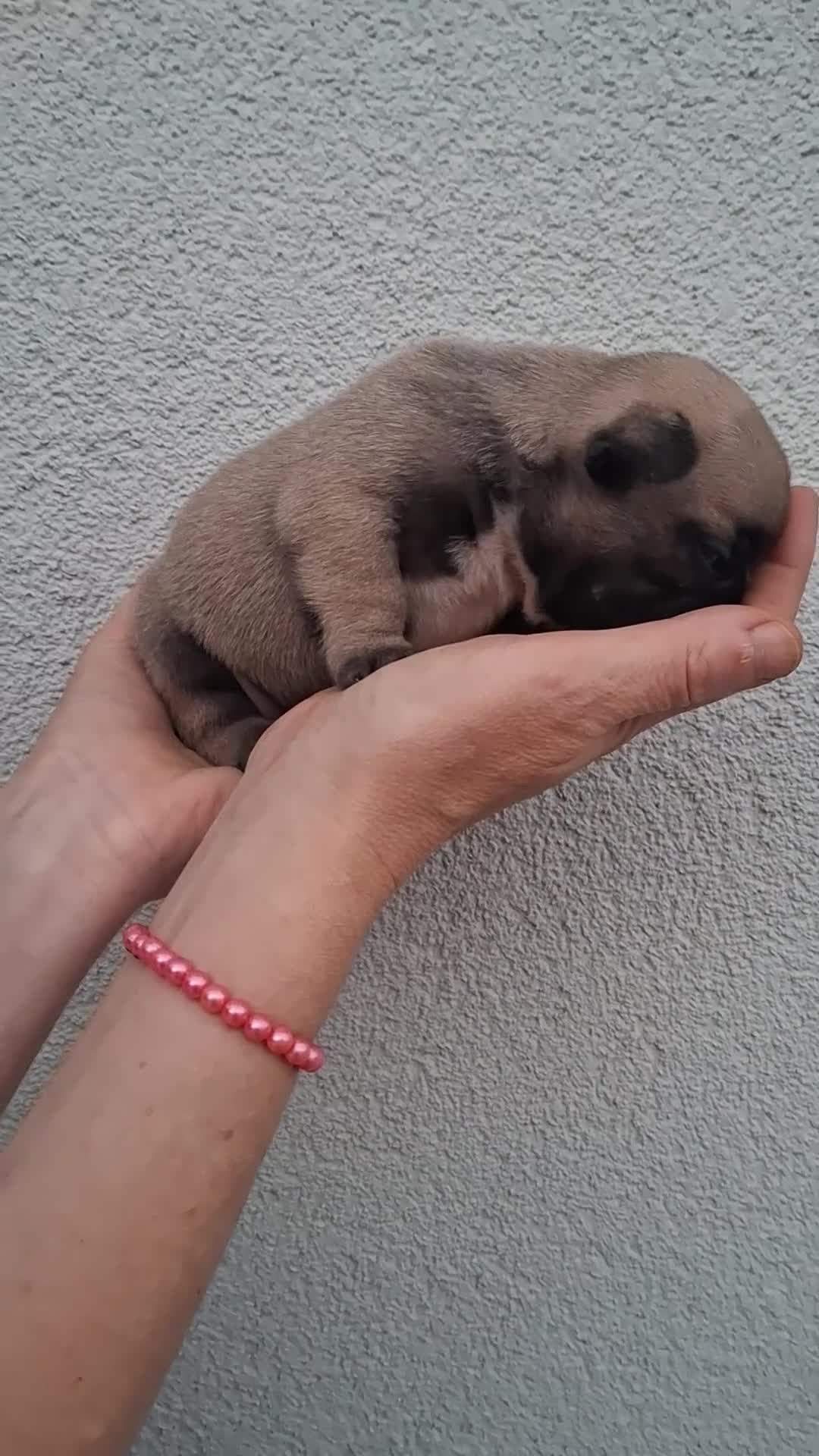 Bulldog Francés perros en venta: Cachorros Bulldog Frances - Video 2