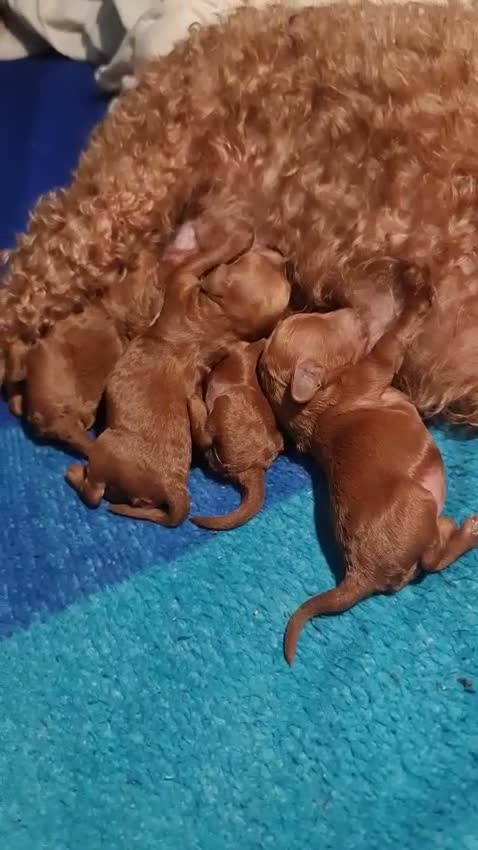 Caniche Toy perros en venta: Caniches toy con pedigree - Video 1