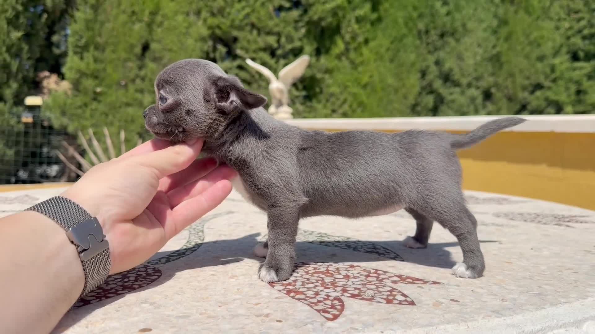 Chihuahua perros en venta: Chihuahua Blue  - Video 1