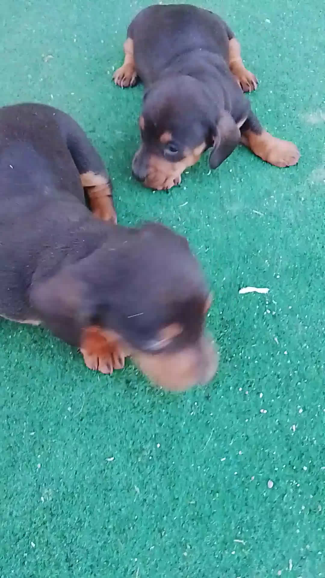 Teckel Miniatura perros en venta: Cacharros de teckel miniatura  - Video 1