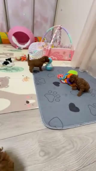 Caniche Toy perros en venta: caniche toy  - Video 1