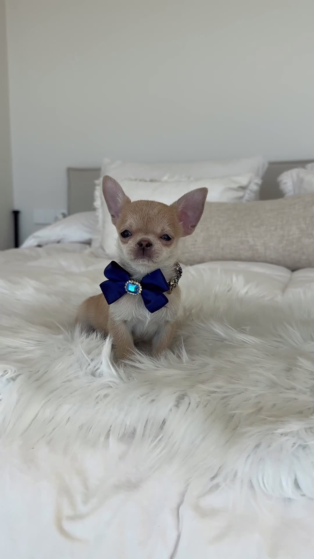 Chihuahua perros en venta: Chihuahua macho - Video 1