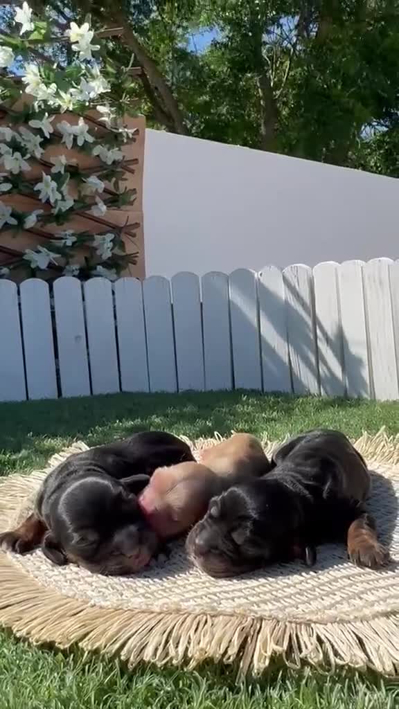 Cocker Spaniel Inglés perros en venta: COCKER SPANIEL INGLÉS  - Video 2