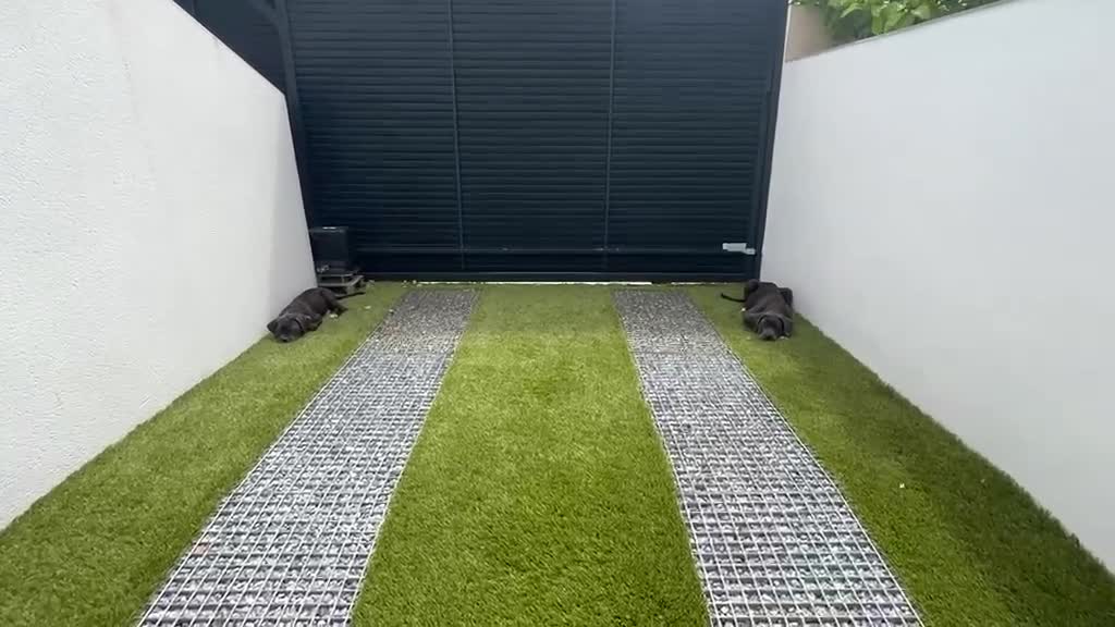 Cane Corso perros en venta: Cané corso  - Video 4