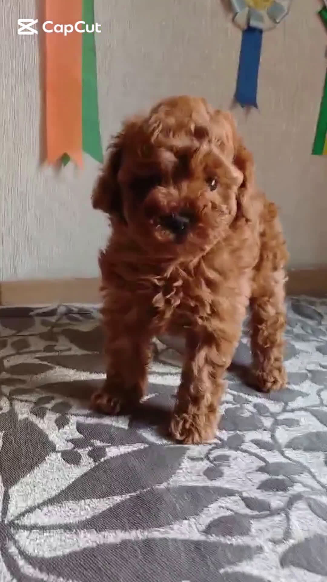Caniche Toy perros en venta: MACHO CANICHE TOY 50% LINEA ASIATICA  - Video 1