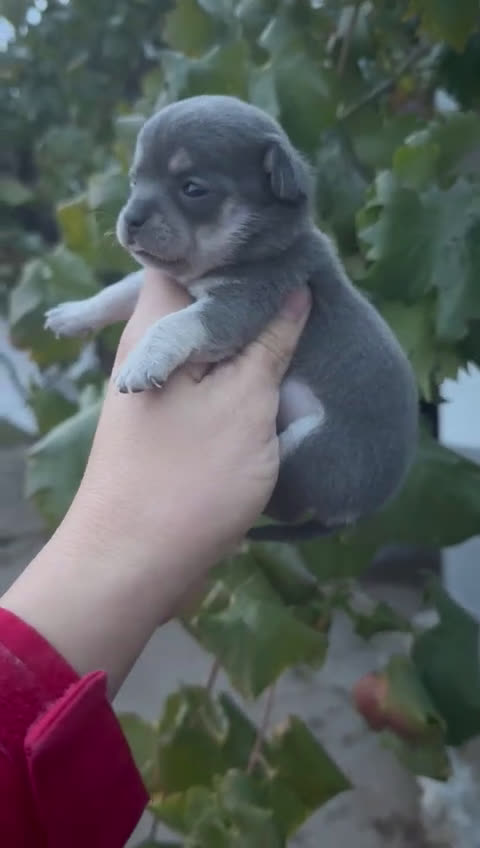 Chihuahua perros en venta: Cachorros Chihuahua toy cabeza manzana - Video 5