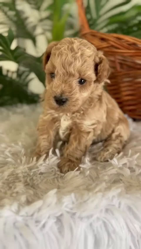 Caniche Toy perros en venta: CANICHE TOY MACHO - Video 1