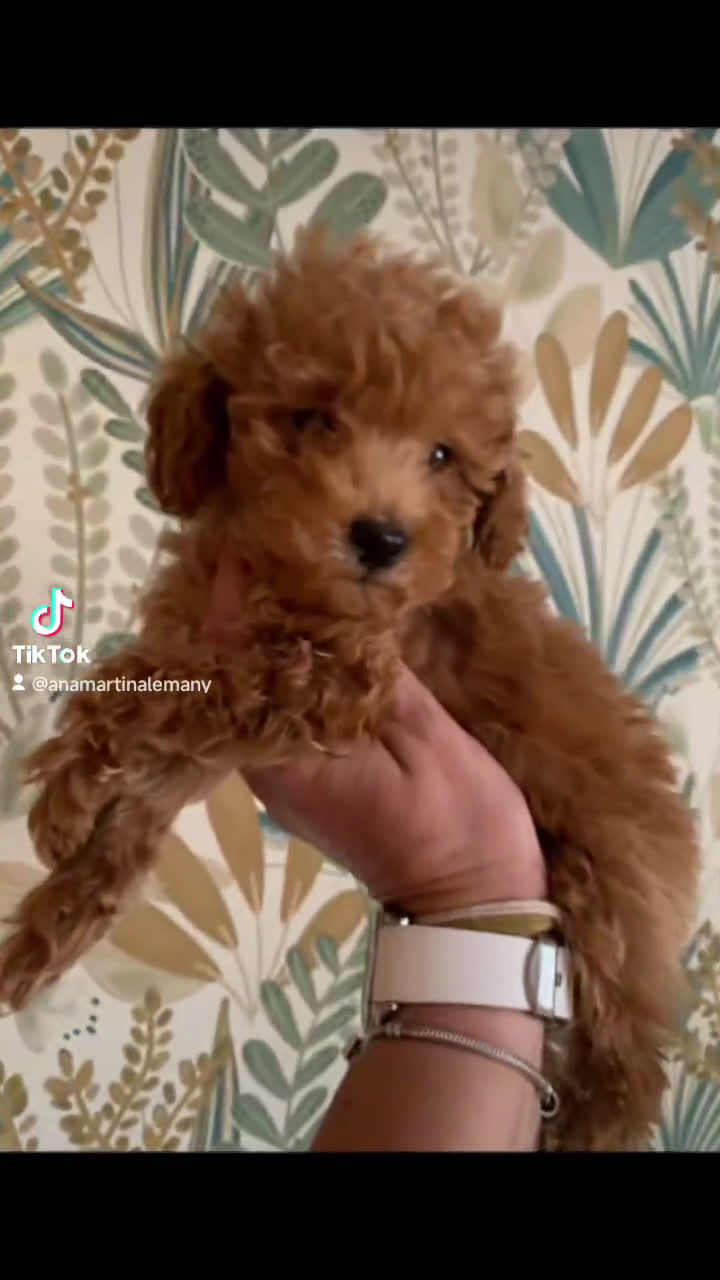 Caniche Toy perros en venta: Espectacular Hembra mini - Video 1