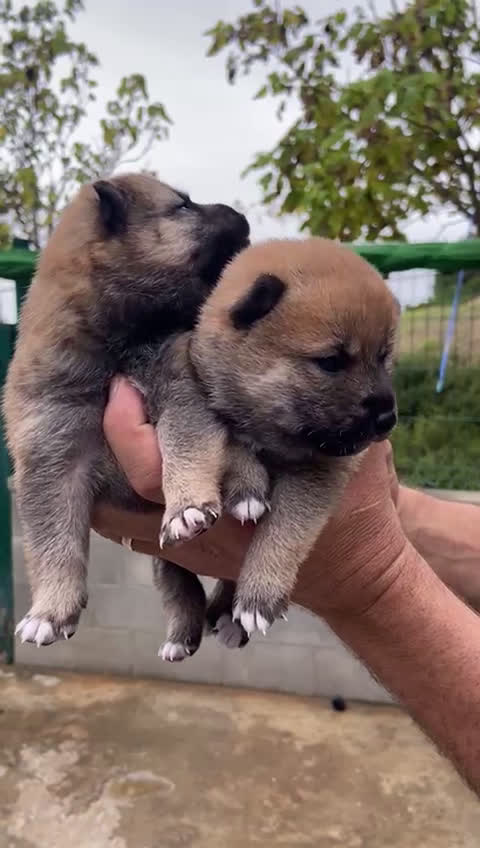 Shiba Inu perros en venta:  Camada Shiba Inu de Marina y Simbad - AQUANATURA en Barcelona - Video 1
