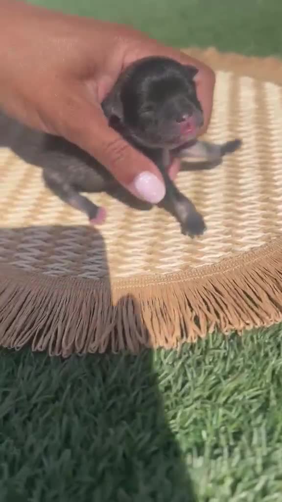 Pomerania perros en venta: POOMERANIA - Video 1