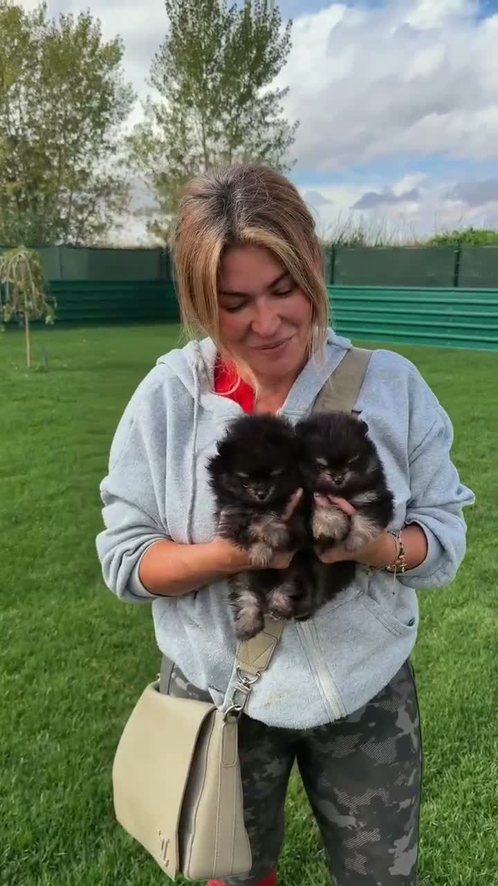 Pomerania perros en venta: Precioso macho Pomerania toy Black and Tan  - Video 2