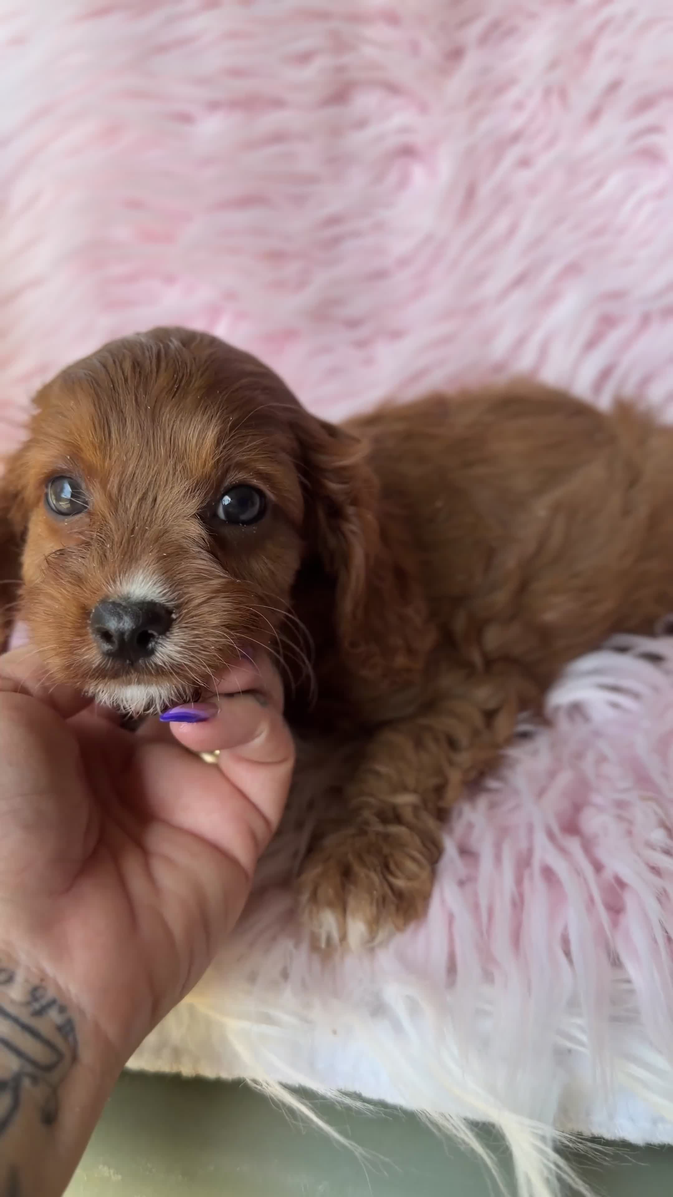 Cavapoo perros en venta: Cavapoo rojo  - Video 2