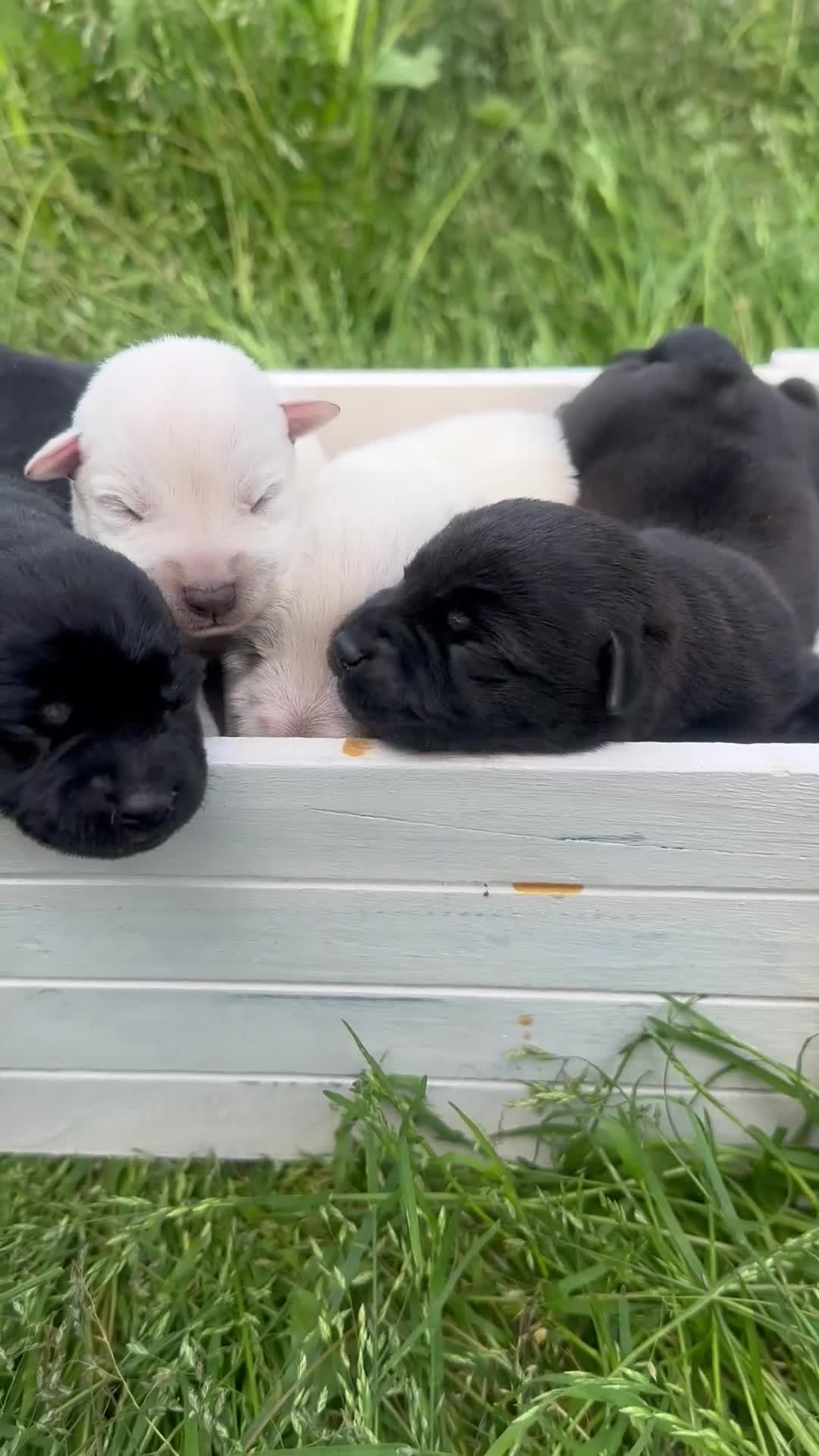 Schnauzer Miniatura perros en venta: Schnauzer Camada Especial  en Salamanca - Video 2