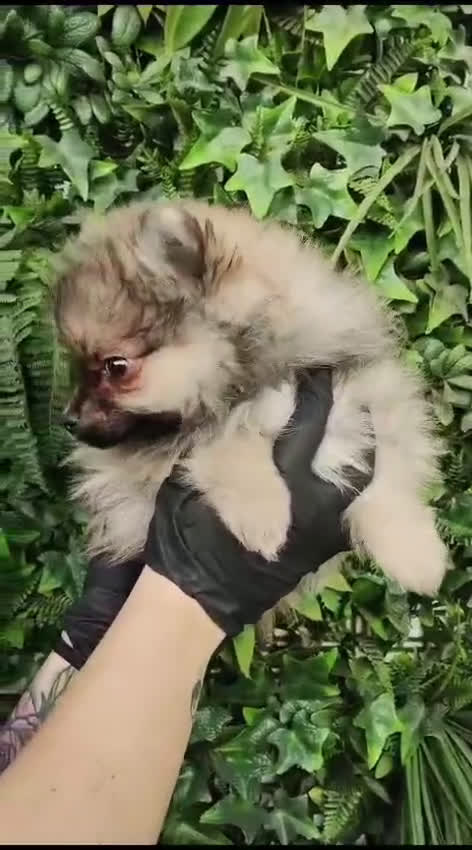 Pomerania perros en venta: PRECIOSOS POMERANIAS SABLES  - Video 1