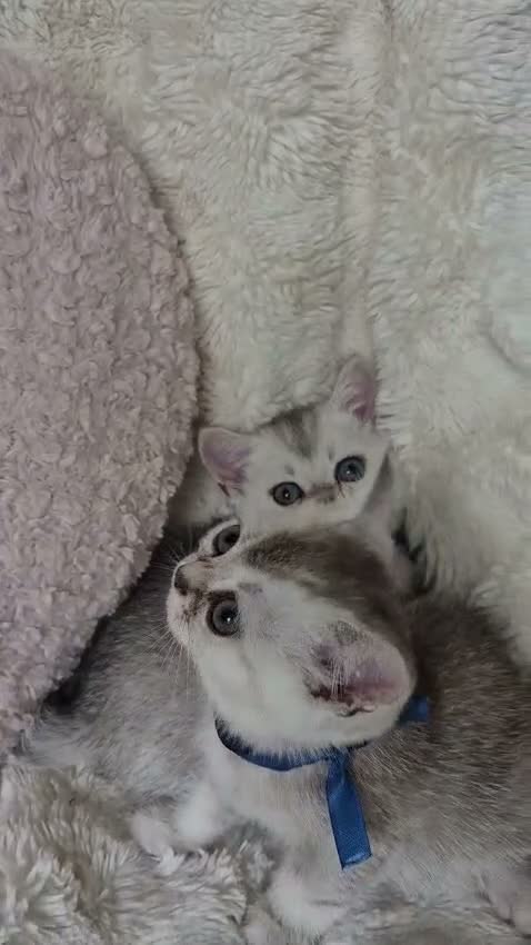 Británico de Pelo Corto gatos en venta: Brithis Shorthair silver tabby bebes preciosos  - Video 2