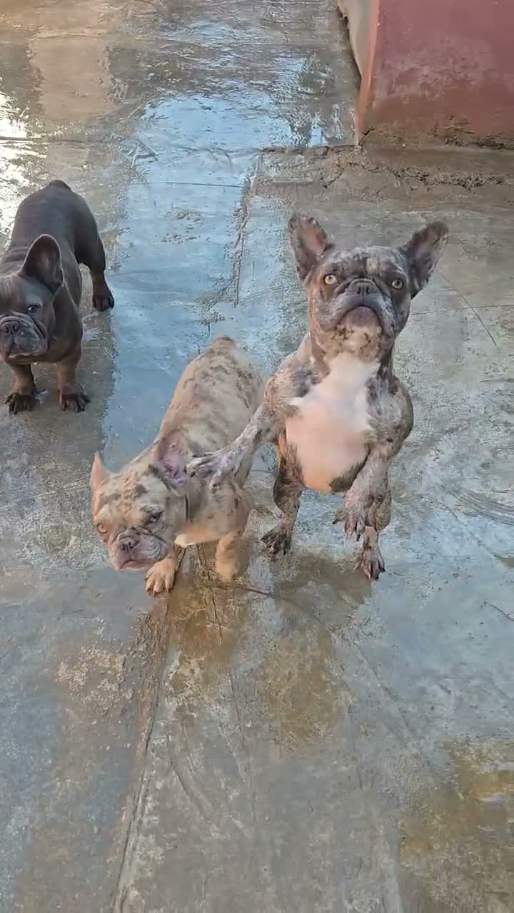 Bulldog Francés perros en venta: Atención criadores  - Video 1