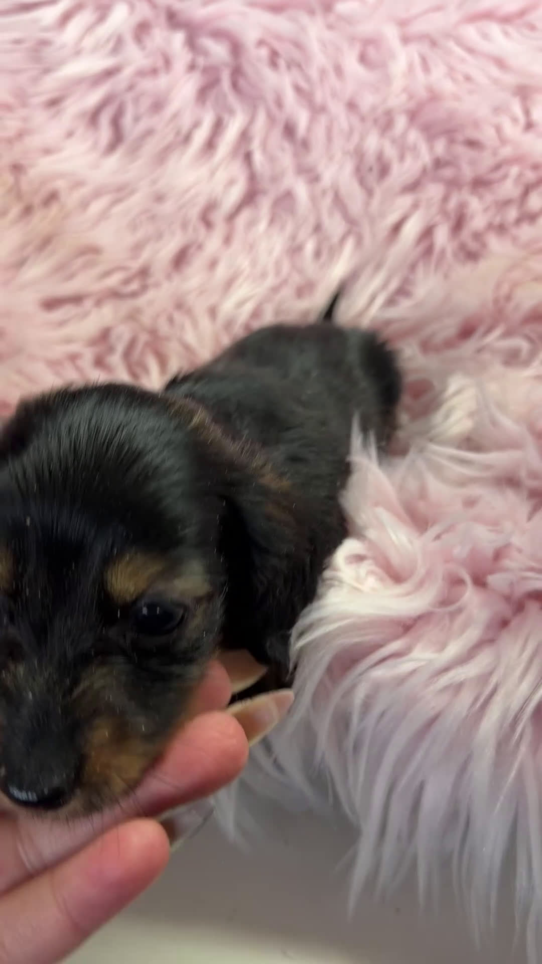 Teckel Miniatura perros en venta: Teckel Kaninchen  - Video 1