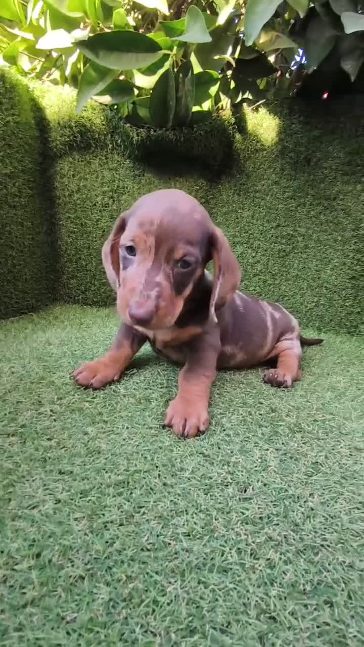Teckel Miniatura perros en venta: teckel miniatura arlequín  y chocolates  - Video 2