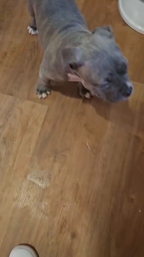 American Bully perros en venta: Hembra American Bully Pocket  - Video 1