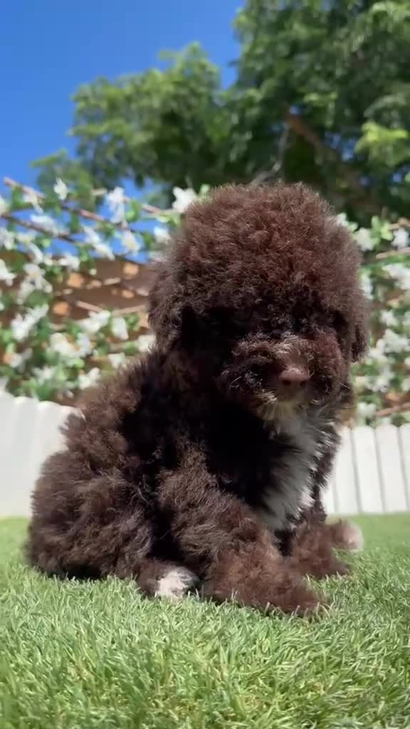 Perro de Agua Español perros en venta: PERRO DE AGUA-LISTO PARA ENTREGAR - Video 1