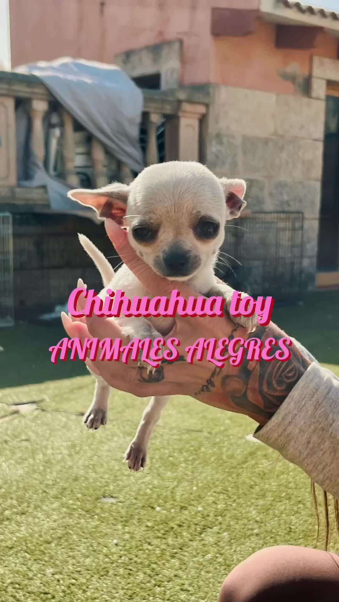 Chihuahua perros en venta: Chihuahua toy - Video 1
