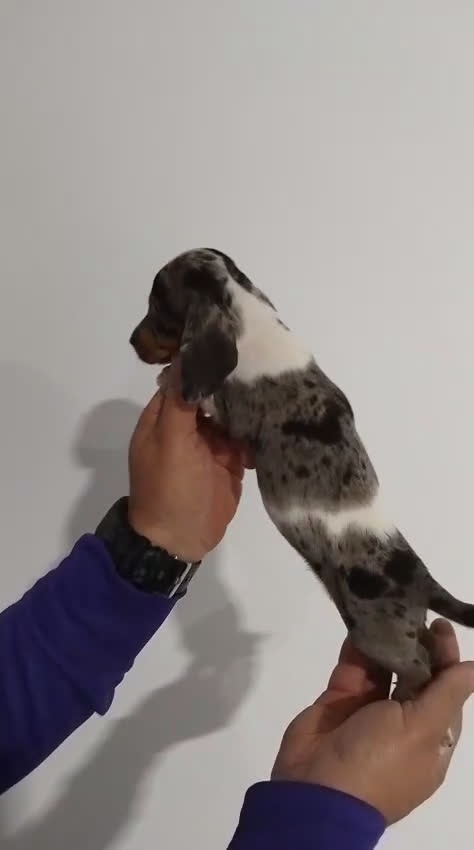 Teckel perros en venta: Macho teckel kaninchen arlequín  - Video 1
