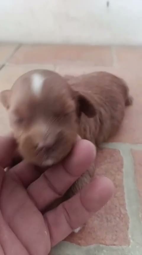 Maltipoo perros en venta: Hembras maltipoo toys - Video 3