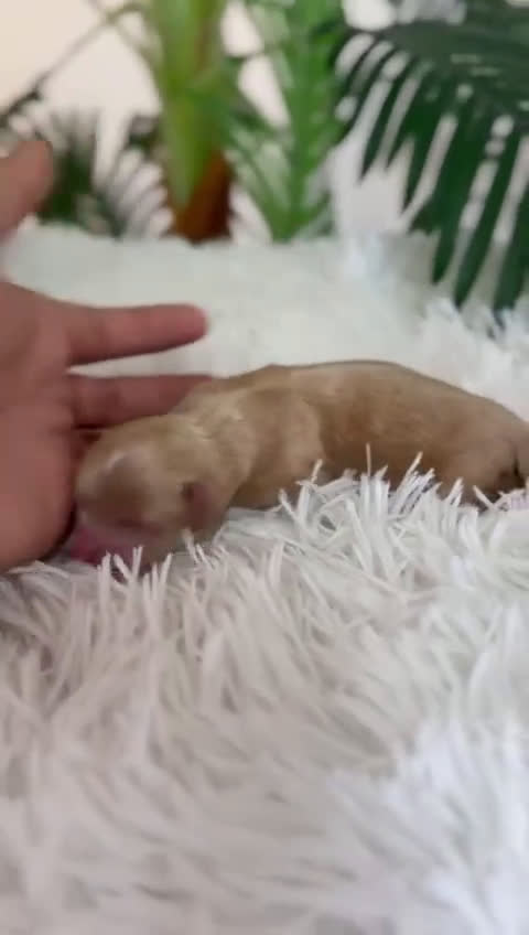 Maltipoo perros en venta: MALTIPOO MACHO - Video 1